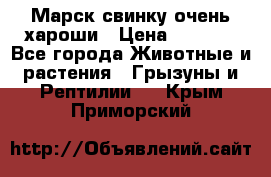 Марск свинку очень хароши › Цена ­ 2 000 - Все города Животные и растения » Грызуны и Рептилии   . Крым,Приморский